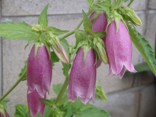 6FC125F1-73FE-4BE7-9858-B455A5F91081