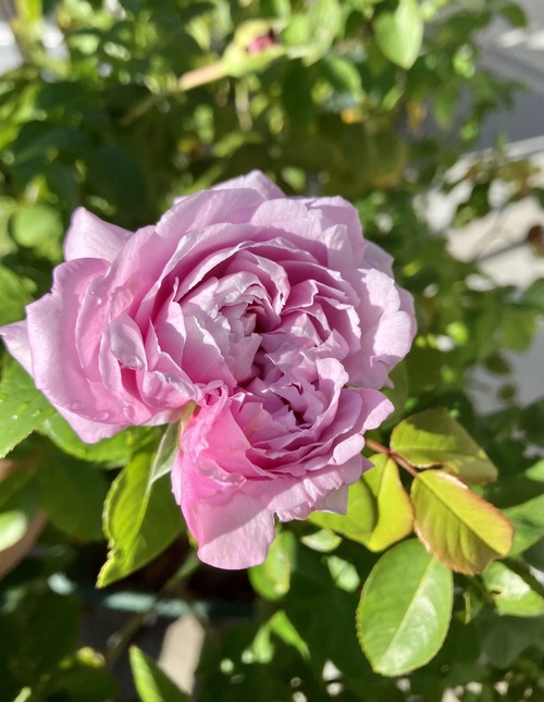 CB4C23F6-51D5-4BC4-B087-F7A83FDC3CF0