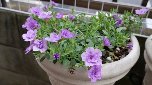 7C1938C9-4E41-40A5-B054-88F3D57CE8A7