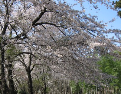 ２００６年４月牛久