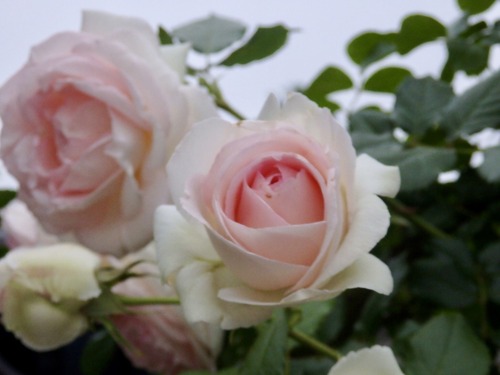 98410FB3-5CB5-464D-A3AE-45A66808B9F2