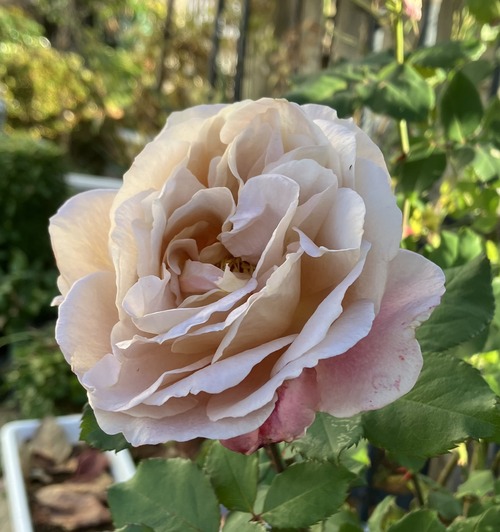 7F17A501-198E-4D00-86EF-58484D73A479