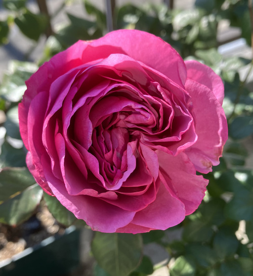 3928C73B-2818-465A-8104-61DDD549E1B1