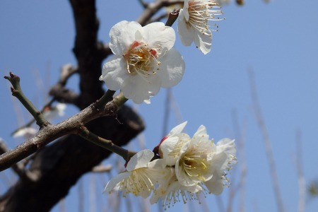 2016年2月28日　梅