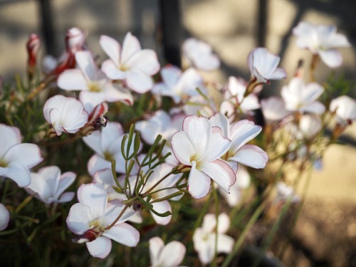 CF7D1A46-20B3-47A6-9271-3F94E3F52F68