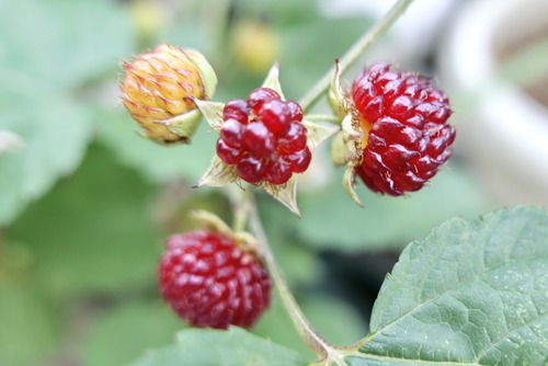 C823D21B-3A10-4AC0-8183-3B267F44A859