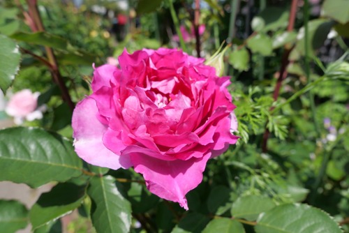 97C71A13-59D2-4310-BC1E-3B12058E12B4