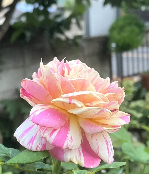 E044893B-70D1-4629-B1EA-CFF59B225BAE