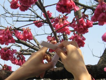 2006年３月　緋寒桜