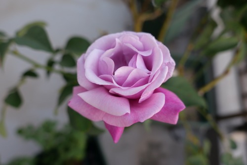 BF18995A-9B23-438A-8C19-1995CAAEBF16