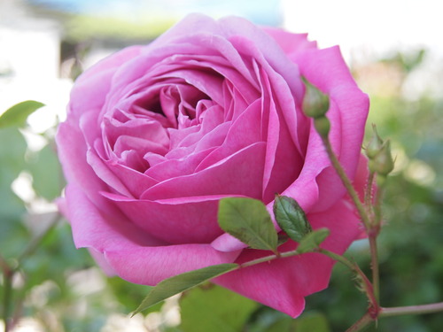 ローズ・ポンパドゥール