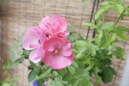 1453BE10-944A-4605-918C-03C5DF36937E