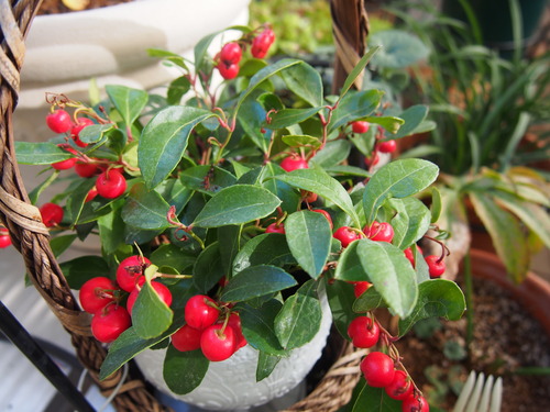 チェッカーベリー