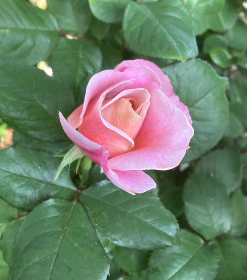 D19112F1-A73D-4D05-814D-D3232B726DCC