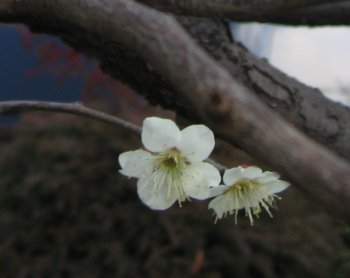 梅 2006年 3月