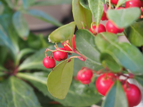 チェッカーベリー