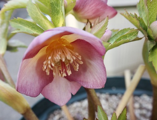 69DD717E-EA0B-4B77-AA24-9F33783BA1E8