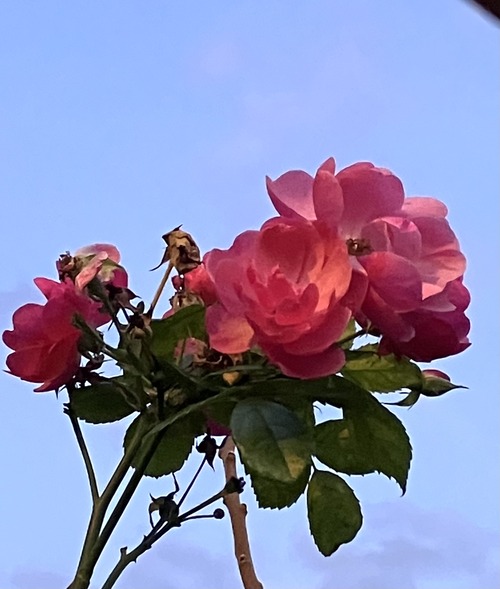 6EB24E2C-F0E9-497F-A043-55A0B63CE9CC