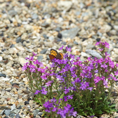 P5290806