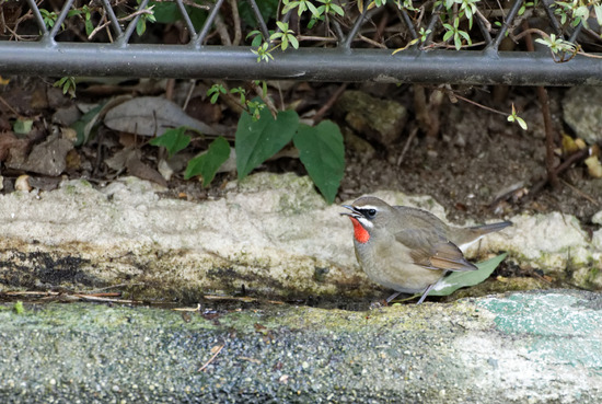 _DSC8674_DxO