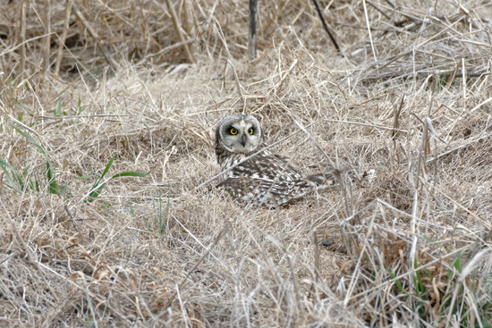 _DSC0096_DxO