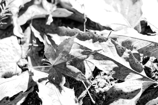 _C120024_DxO