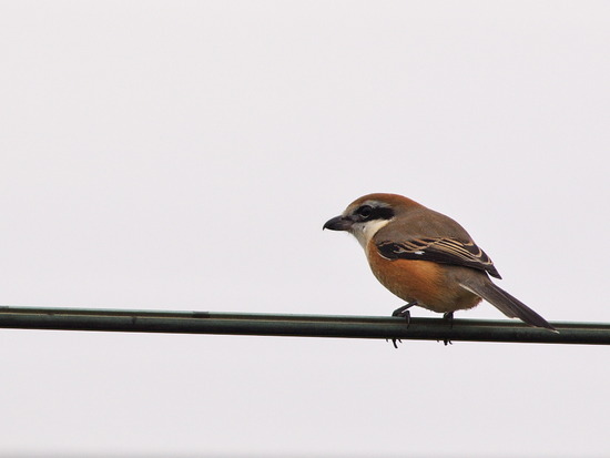 PB050099