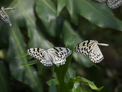 P3295776