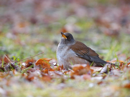 P1100015