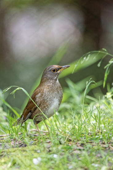 _DSC4379_DxO
