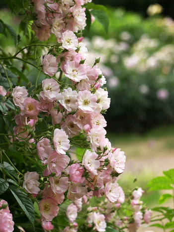 P5283529