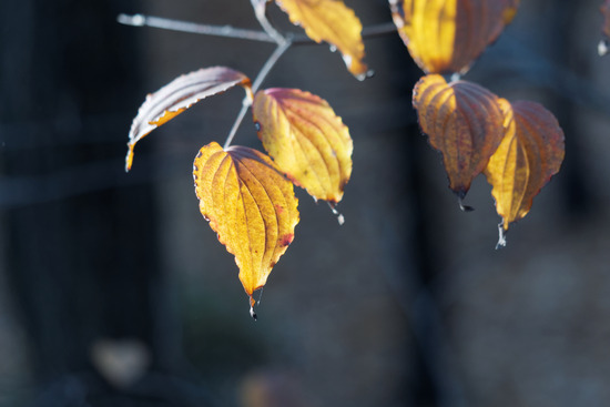 _C120124_DxO