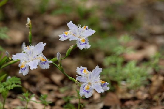 _DSC4399_DxO