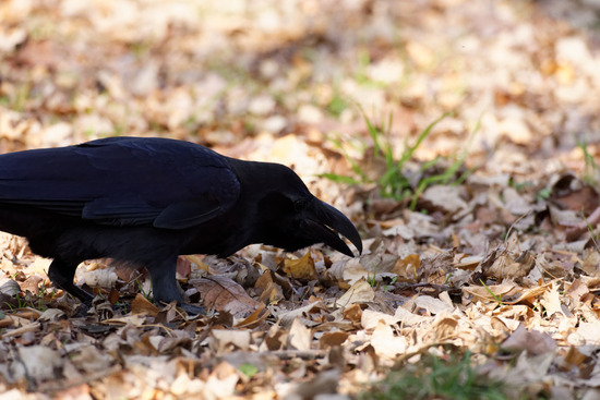 _DSC1027_DxO