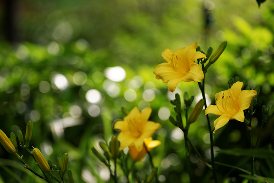 _DSC5346_DxO