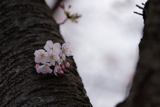 _DSC0265_DxO