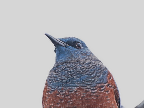 PB050040