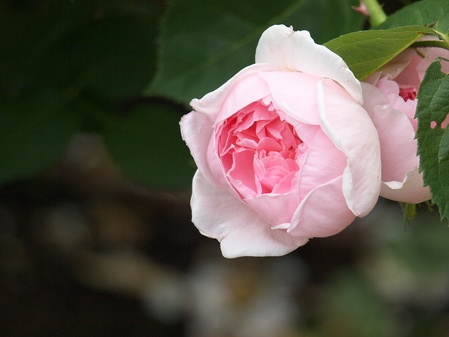 P5283560