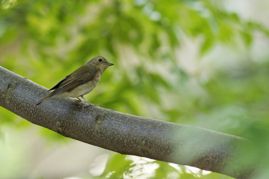 _DSC8834_DxO