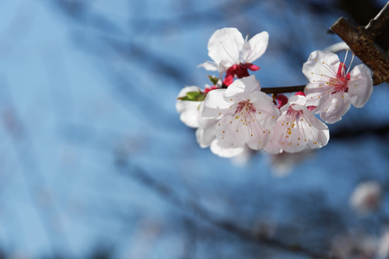 _DSC2153_DxO