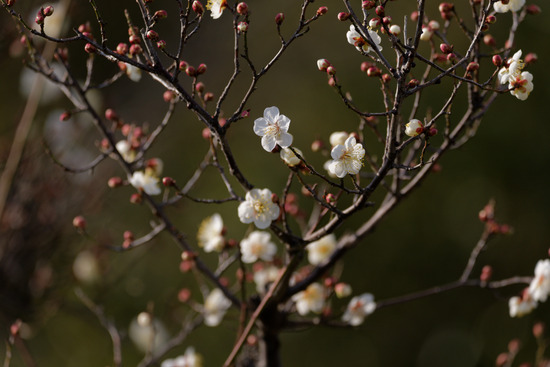 _DSC1241_DxO