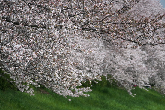 slk_25