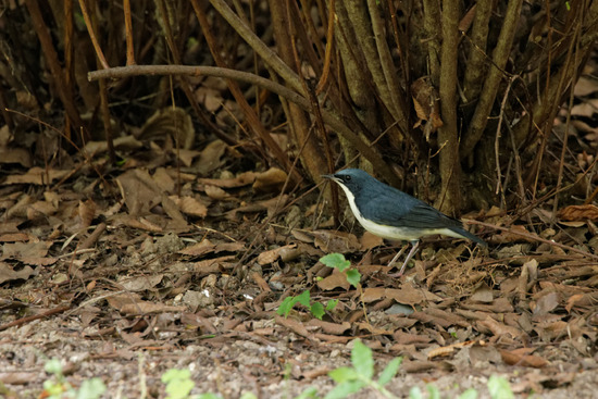 _DSC7742_DxO