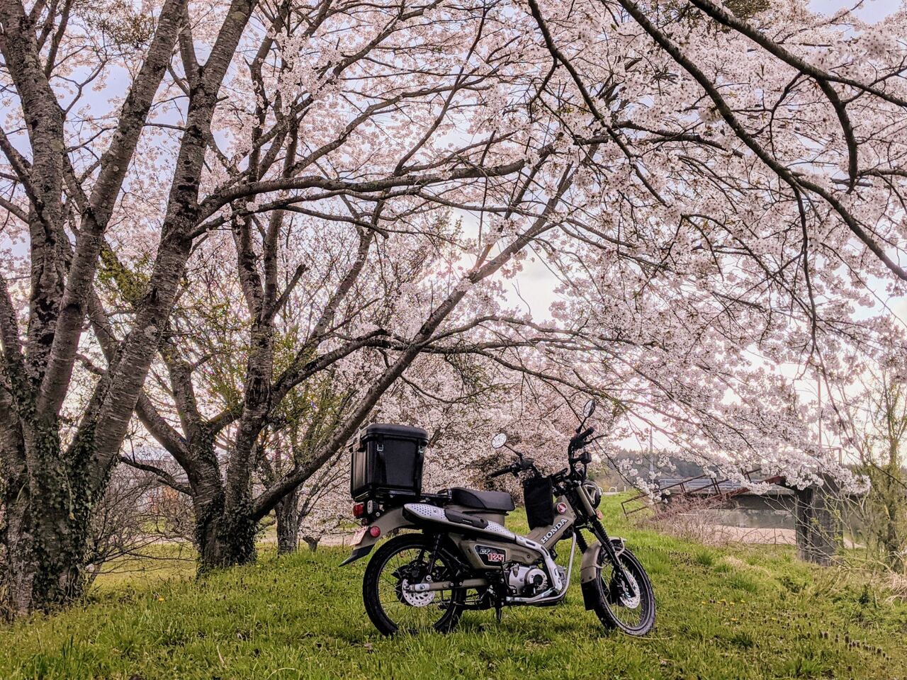 Ct１２５ハンターカブ 街中でオフでその走り 存在感が薄まらないハンターカブ ロングスクリーンで走行風もガード スピード対応 全国送料無料