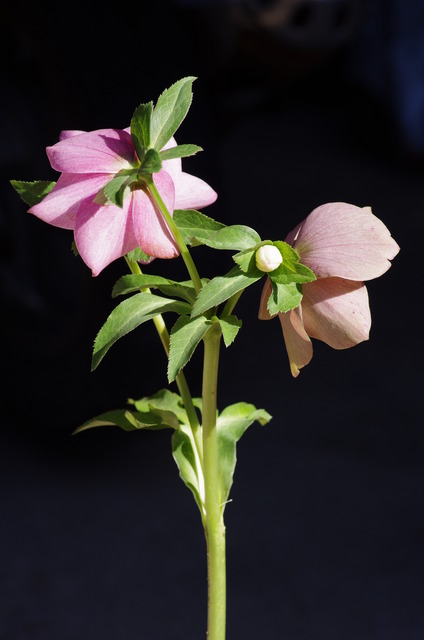 2012年ピンク系開花株裏