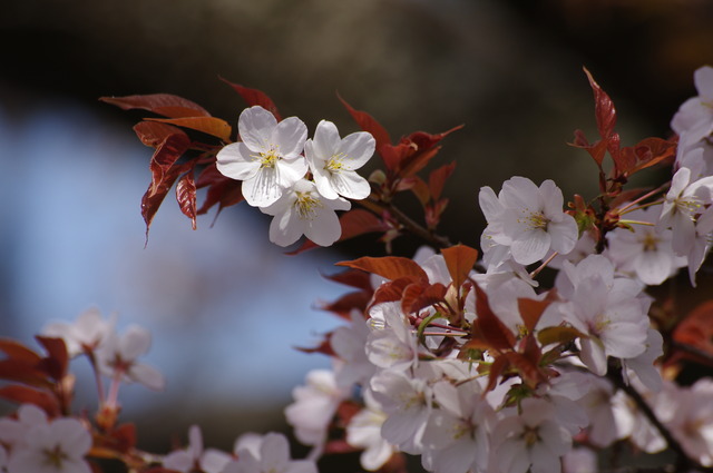 Prunus jamasakura