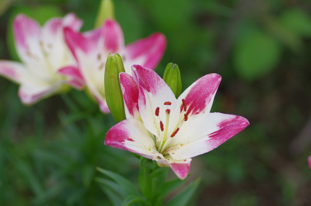 ��������� �����꡼�ݥå�