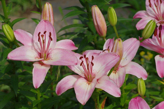 ��������� ���ࡼ��