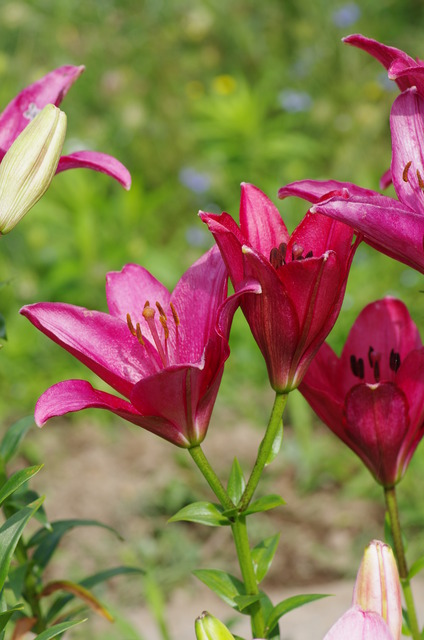 ��������� �ե��󥸥�