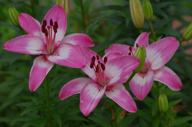 ��������� �٥�᡼��(�ե���᡼��)